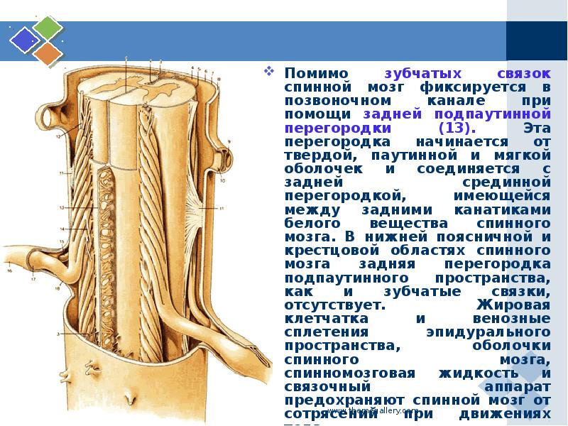 Спинной мозг это. Зубчатая связка спинного. Связки спинного мозга. Задняя подпаутинная перегородка. Анатомия зубчатой связки..