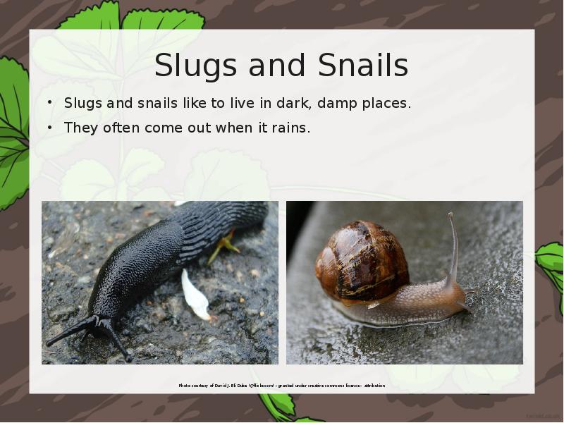 Snails перевод с английского. Slugs and Bugs: Conversion. Snail на английском с переводом. British Slugs. Cuba's Snails presentation.