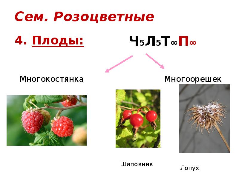 Семейство розоцветные представители