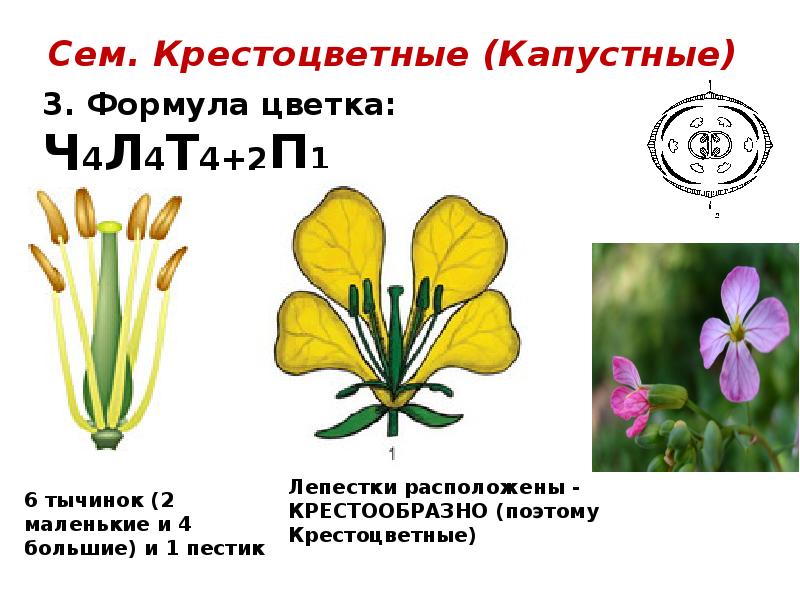 Типы цветков крестоцветных