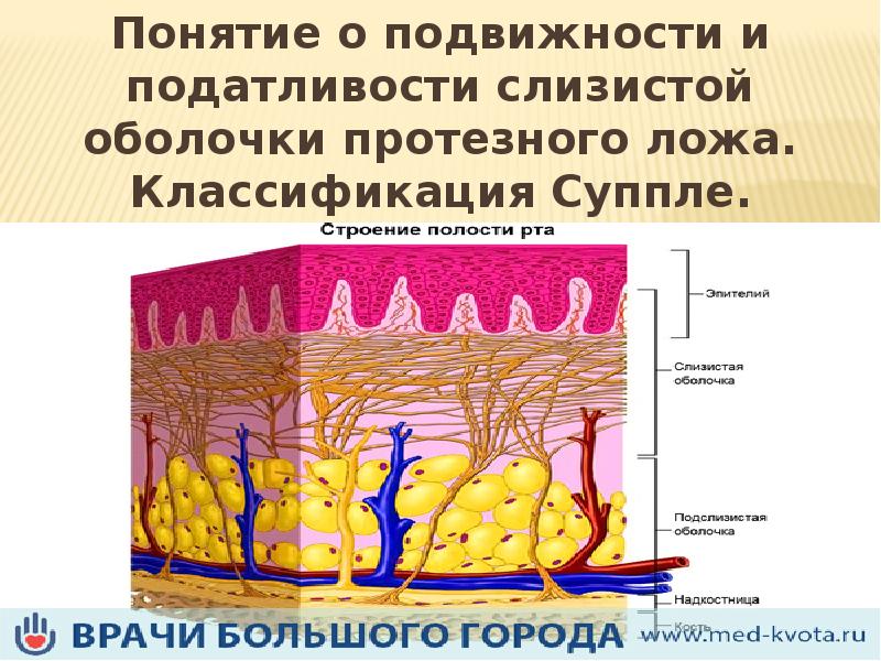 Податливость слизистой оболочки по люнду