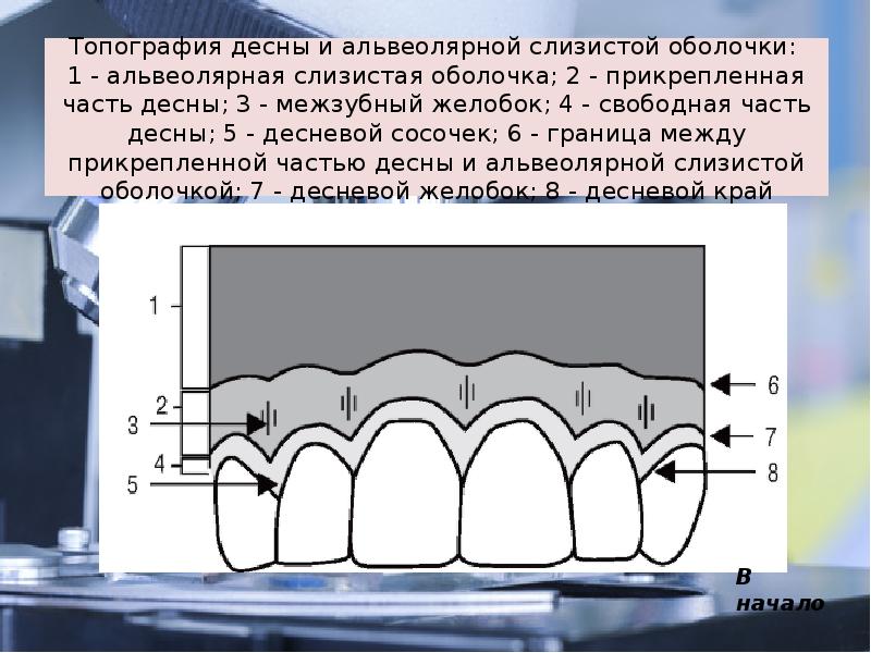 Забор образца слизистой оболочки 6 букв