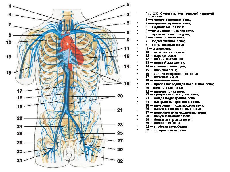 Анатомия головы и шеи (КТ)