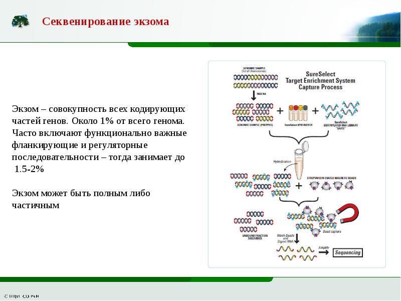 Геномного секвенирования. Полное экзомное секвенирование. Полноэкзомное секвенирование результат. Анализ полное секвенирование экзома. Экзома анализ генетика.