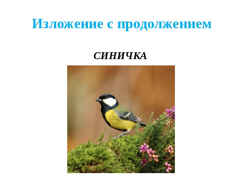 Изложение 3 класс по русскому языку синичка. Изложение 3 класс по русскому языку синичка