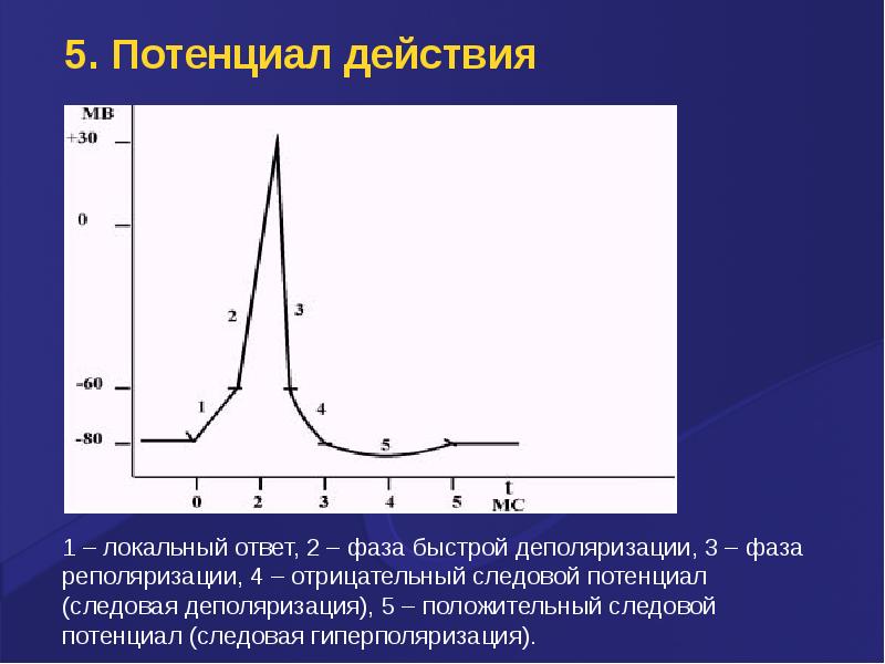 График пд. Фаза гиперполяризации потенциала действия. Локальный ответ это фаза потенциала действия. Кривая потенциала действия. Отрицательный и положительный следовой потенциал.