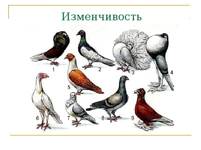 Изменчивость проекта. Изменчивость проекта