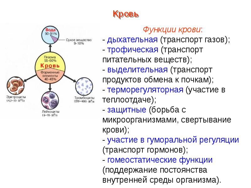 Нервная система выполняет следующую функцию транспорт питательных. Нервная система выполняет следующую функцию транспорт питательных