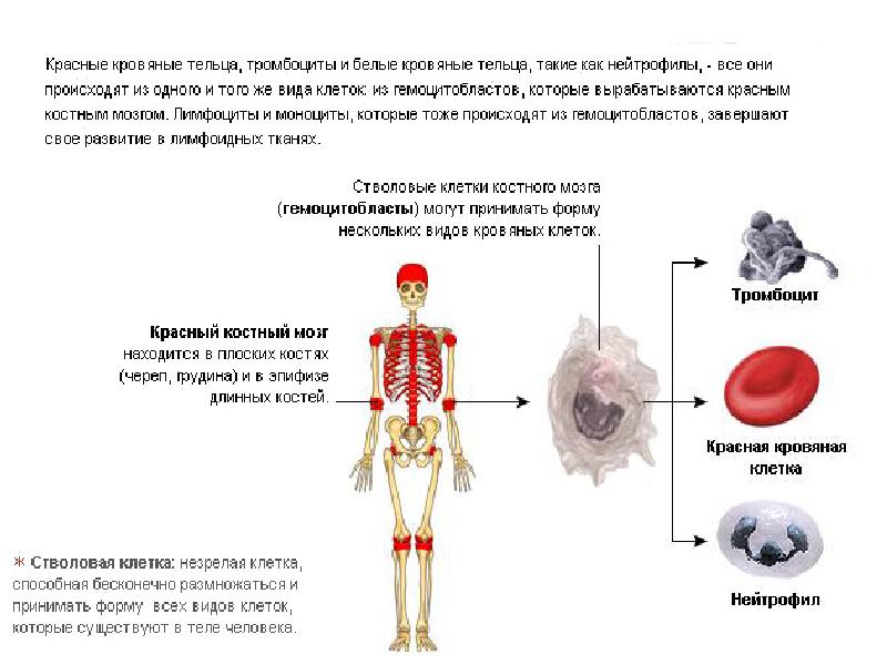 Где вырабатывается кровь. Стволовые клетки красного костного мозга. Стромальные клетки красного костного мозга. Виды стволовых клеток в Красном костном мозге. Красный костный мозг вырабатывает красные и белые кровяные клетки.