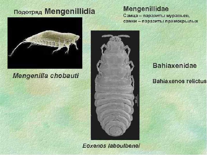 Подотряд. Веерокрылые паразиты. Веерокрылые представители. Mengenillidae.