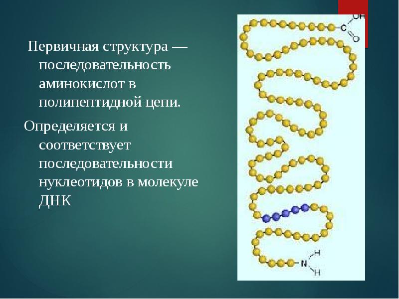 Последовательность аминокислот во фрагменте молекулы. Первичная цепочка аминокислот. Последовательность аминокислот в полипептидной цепи. Первичная структура волос цепочка аминокислот. Особенности строения полипептидной цепи.