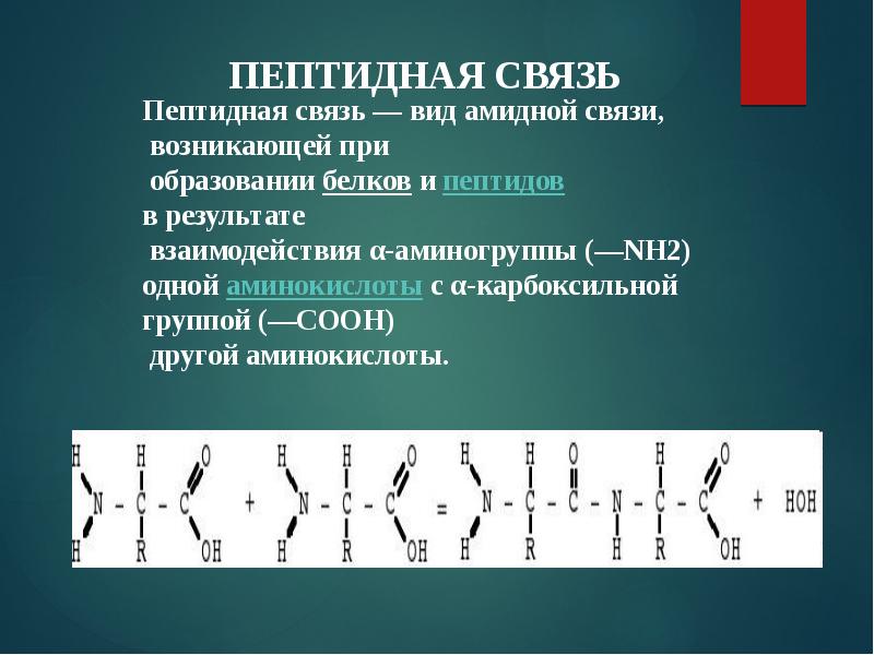 Образование пептидной связи между аминокислотами реакция. Число пептидных связей. Образование пептидной связи между 3 аминокислотами. Схема образования пептидной связи белка. Реакция образования пептидной связи.
