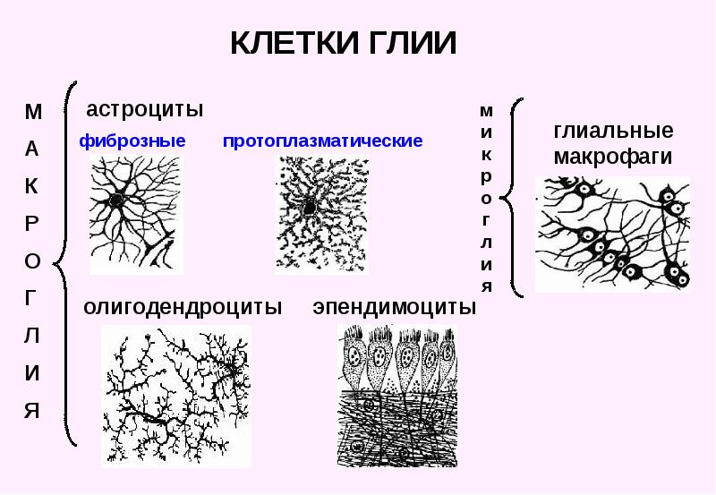 Разновидности глии схема