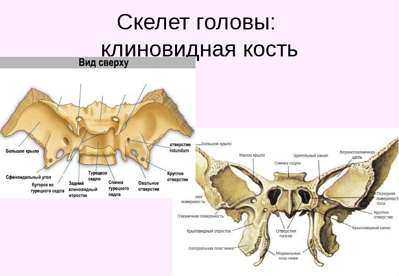 Зрительный канал клиновидной кости