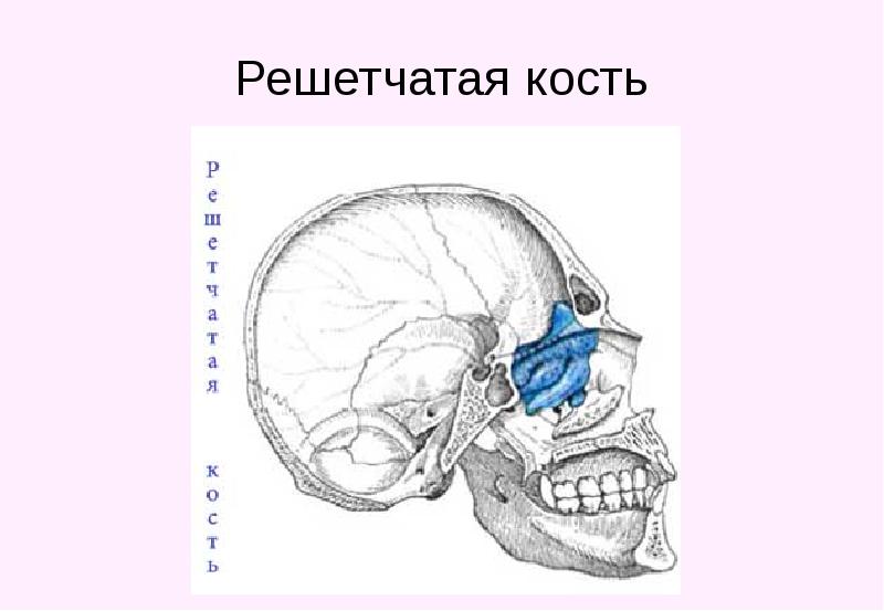 Изменения решетчатой кости. Решетчатая кость. Решетчатая пластинка решетчатой кости. Ячейки решетчатой кости анатомия. Решетчатая кость анатомия.