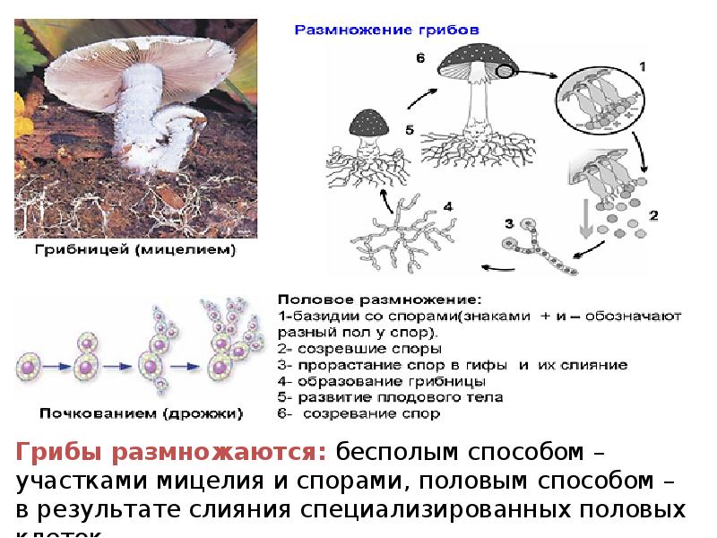 Размножение грибов мицелием. Цикл развития шляпочного гриба схема. Половое размножение грибов схема. Размножение грибов спорами схема. Царство грибов размножение.