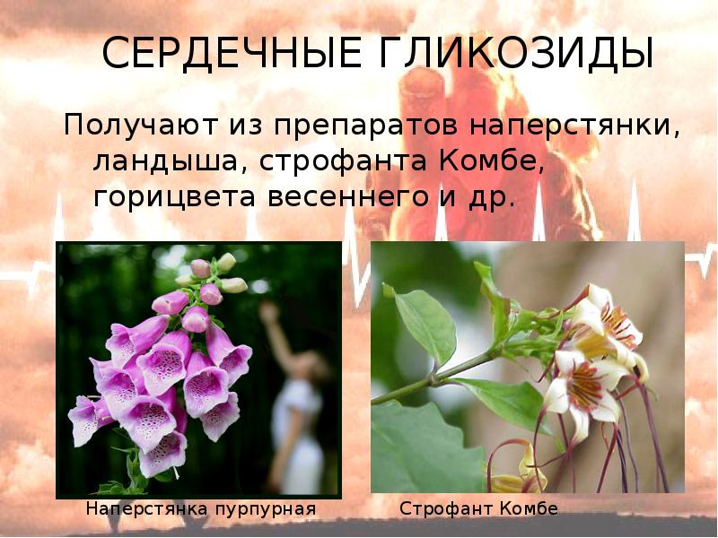 Наперстянка сердечные гликозиды. Гликозиды наперстянки. Препараты из наперстянки шерстистой. Гликозиды наперстянки. Гликозиды группы наперстянки.