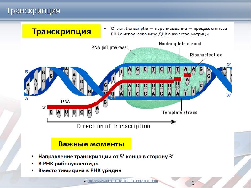 Каким номером на рисунке обозначен продукт транскрипции