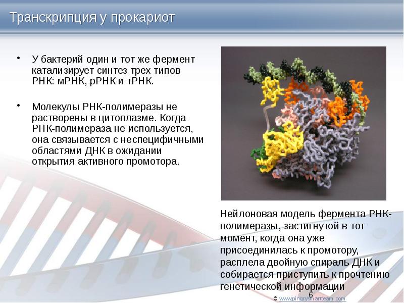 Презентация о днк