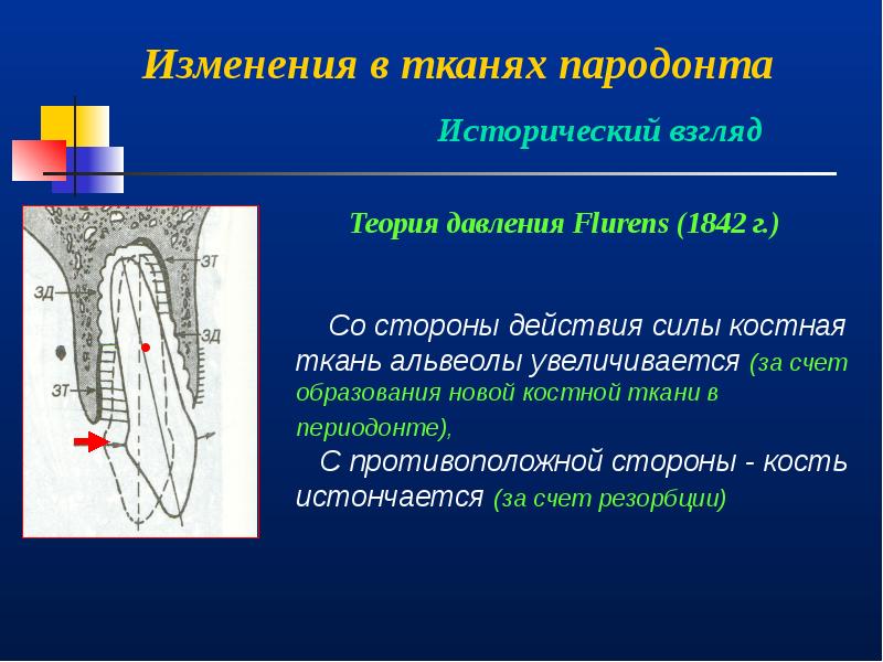 Изменения в тканях. Морфологические изменения пародонта. Морфологические изменения ткани. Изменения в околозубных тканях при ортодонтическом лечении. Структурные и морфологические изменения в тканях зуба, пародонте..