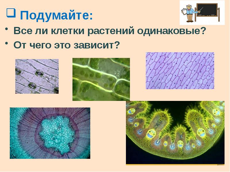 Ткани растений презентация