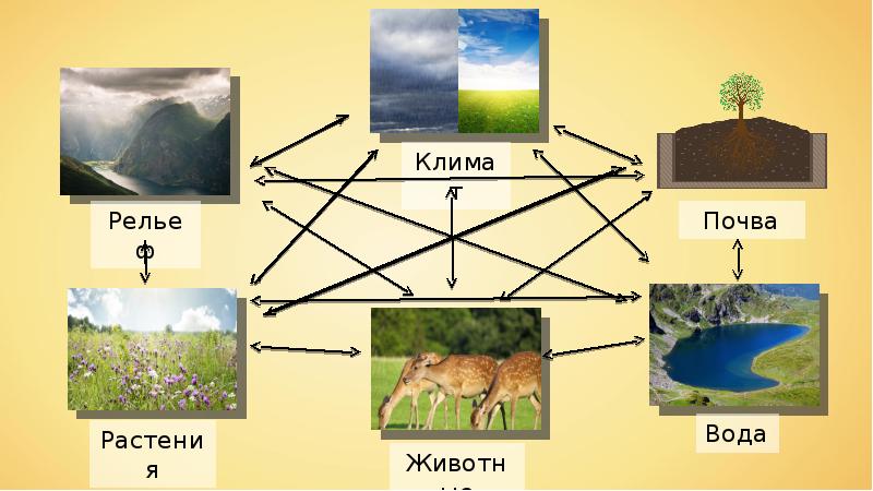 Природные комплексы рисунки