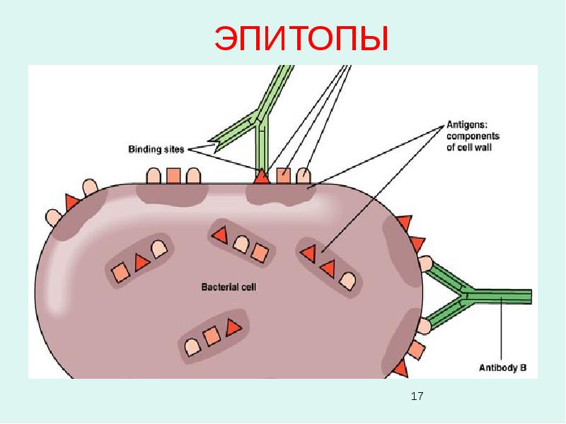 Антитела микробиология презентация