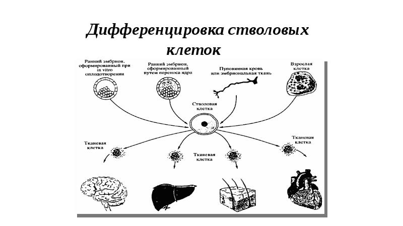 Дифференцировка клеток презентация 10 класс