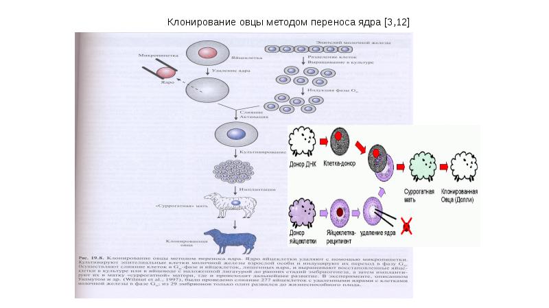 Стволовые клетки презентация