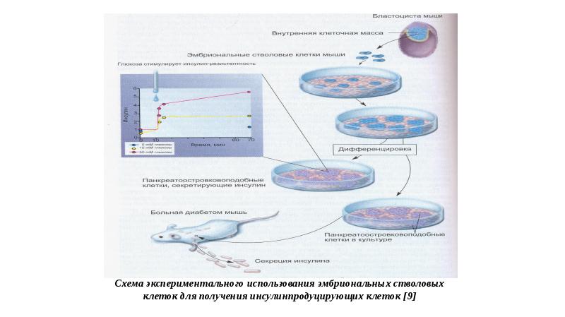 Стволовые клетки презентация 11 класс