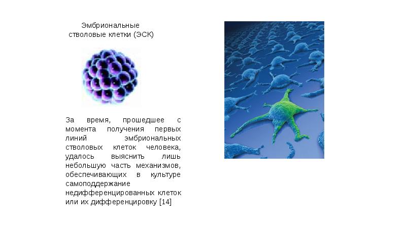 Стволовые клетки презентация