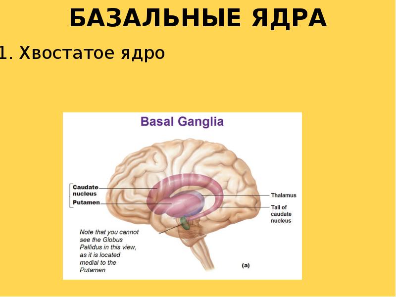 Мозг 2 ответы. Конечный мозг. Конечный мозг тест с ответами. Megane 2 какой мозг.