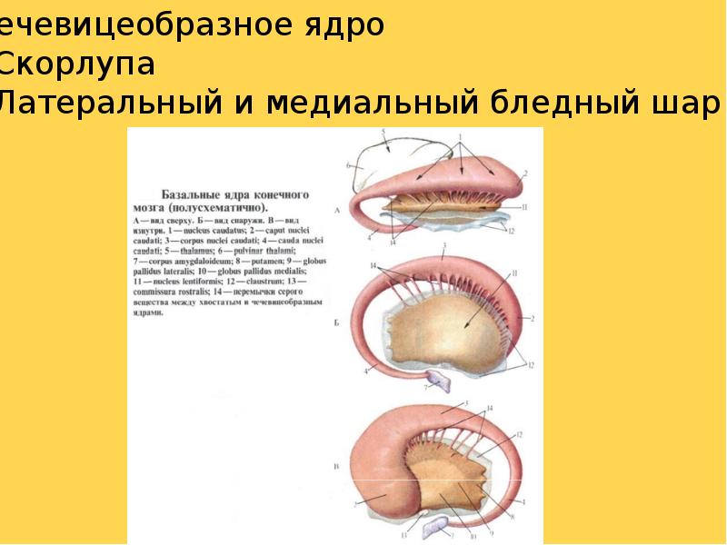 Презентация на тему конечный мозг