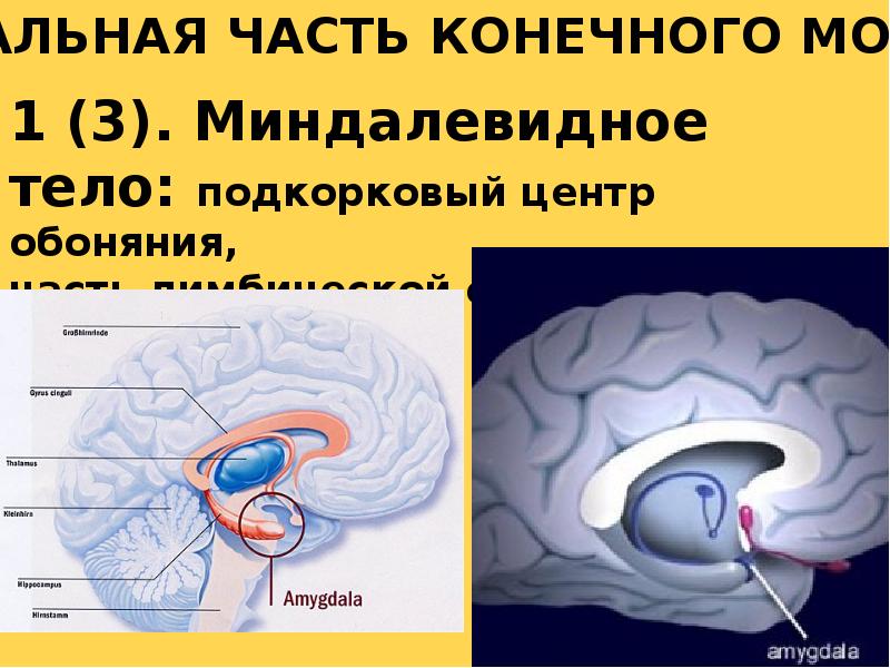 Мозг 2 ответы. Колонки в конечном мозге. 56. Крайняя капсула (конечный мозг).