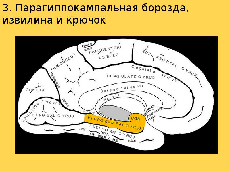 Промежуточный мозг конечный мозг 8 класс презентация