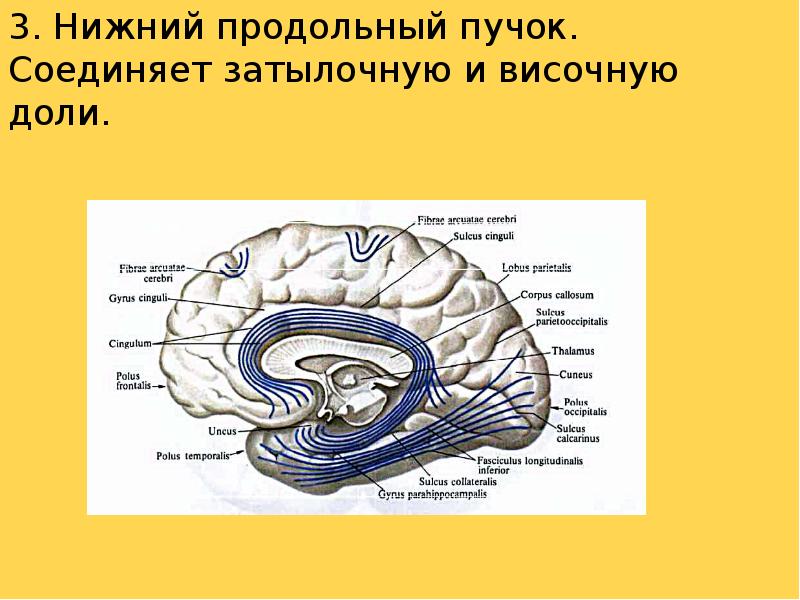 Конечный мозг презентация