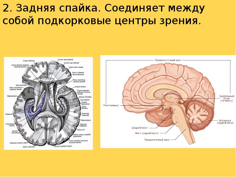 Конечный мозг презентация