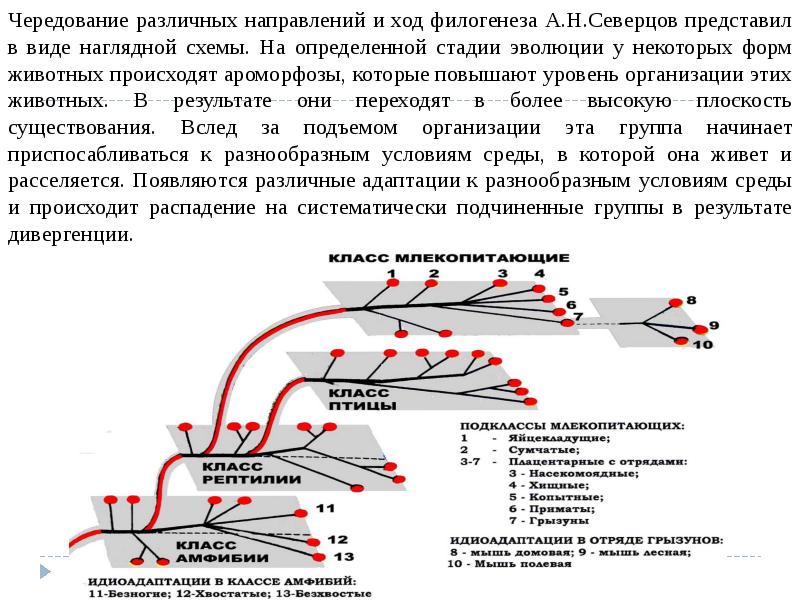 Рассмотрите рисунок схемы северцова и определите направление эволюции