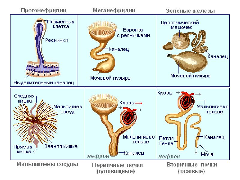 Филэмбриогенез Северцова. Учение Северцова о филэмбриогенезах. Концепция филэмбриогенеза. Филэмбриогенез примеры.