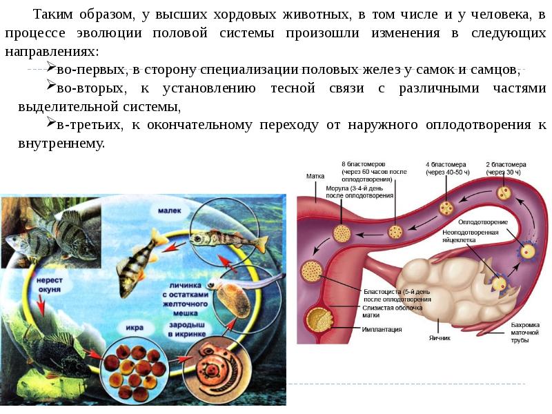 Презентация эволюция половой системы животных