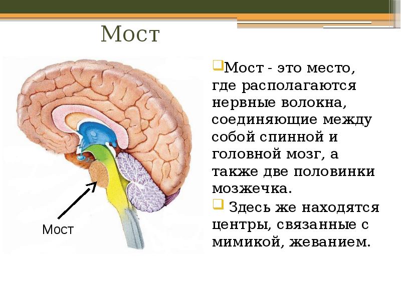 Головной мозг связан со. Строение головного мозга человека. Отделы головного мозга 8 класс биология. Головной мозг строение и функции. Головной мозг презентация.