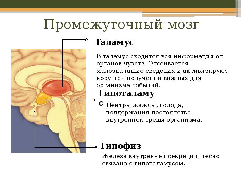 Строение головного мозга таламус. Таламус гипоталамус гипофиз таблица. Функции промежуточного мозга презентация. Промежуточный мозг строение и функции.