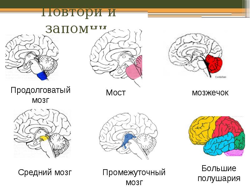 Какой цифрой на рисунке обозначен средний мозг