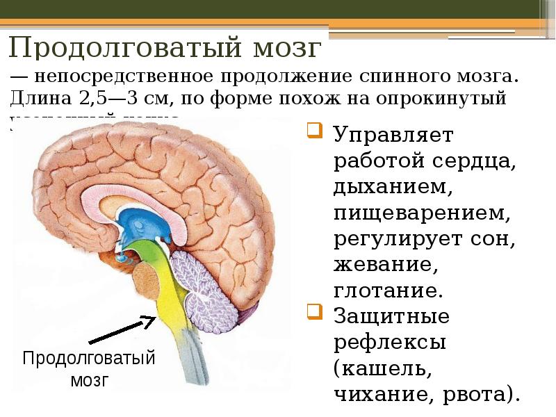 3 продолговатый мозг. Ориентировочный рефлекс отдел мозга. Функции продолговатого отдела головного мозга. Отделы головного мозга продолговатый мозг. Функции продолговатый головной мозг человека.