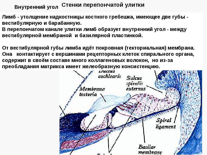 Стенки улитки