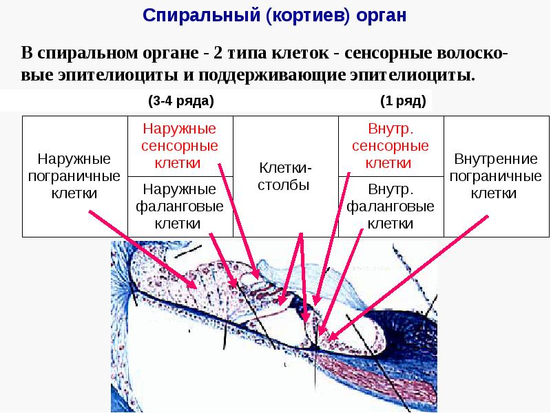 Сделать обозначения клеток и структур на схеме спирального органа