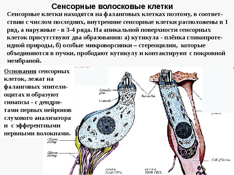 Схема строения волосковых клеток