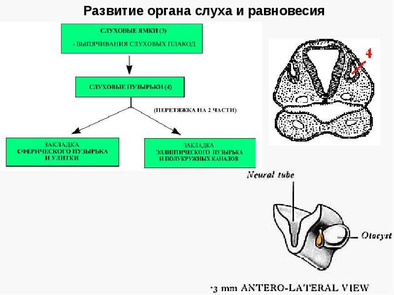 Орган слуха и равновесия презентация гистология