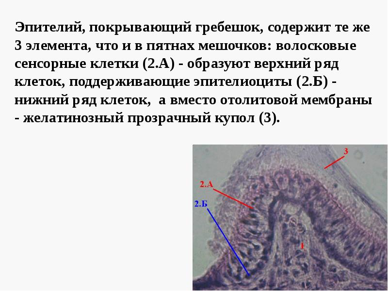 Волосковые клетки в ухе. Сенсорные волосковые эпителиоциты. Орган равновесия гистология. Орган слуха и равновесия гистология. Орган равновесия гистология препарат.