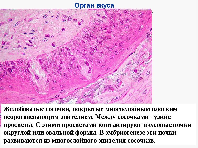 Презентация орган вкуса 9 класс 8 вид